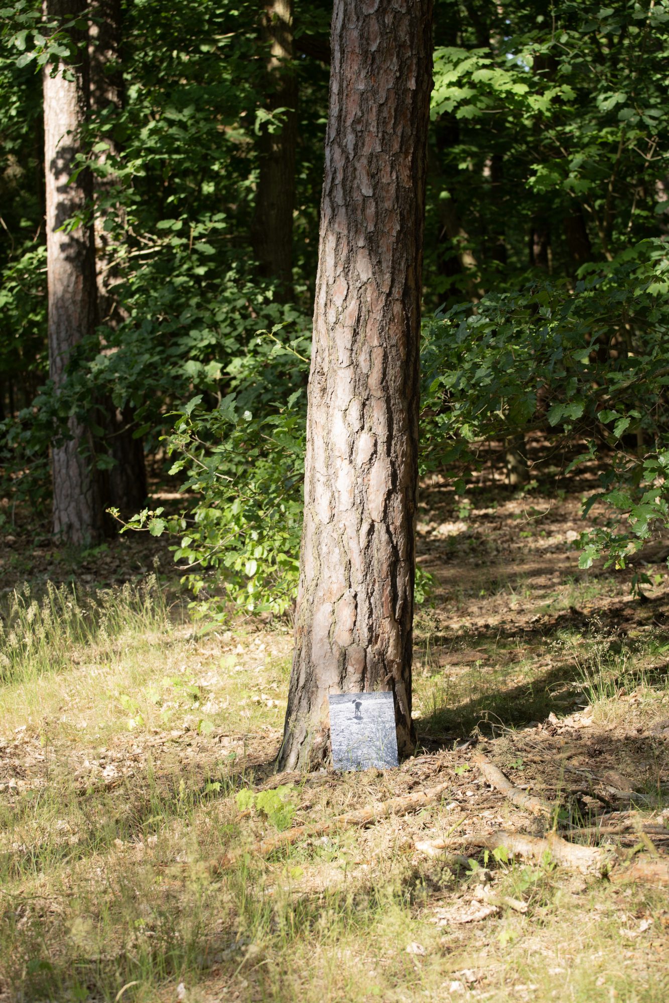 Daniel Gustav Cramer, Fox & Coyote, 2024-2025. 13th Berlin Biennale, 2025
