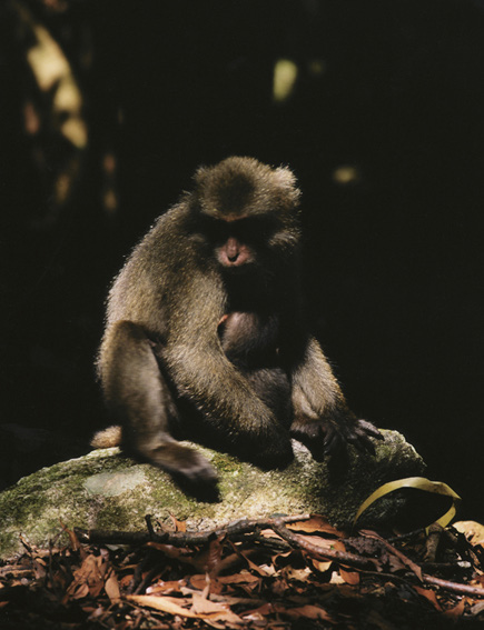 Daniel Gustav Cramer, Untitled (Monkey), 2008. Framed photograph. 5
