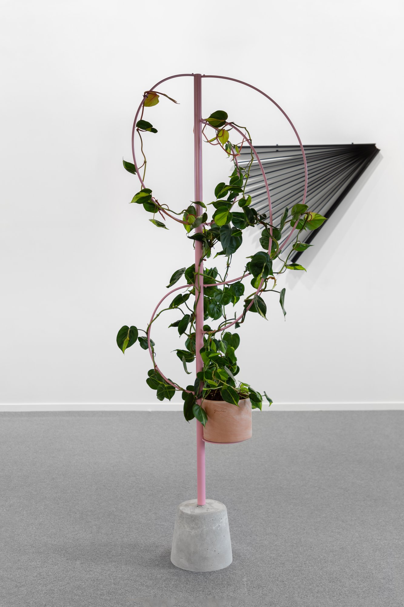 Céline Condorelli, Props (circles), 2020. Powder coated steel tubing, concrete stand, potted Philodendron Scandens. 220 x 90 cm (approx.). Unique
