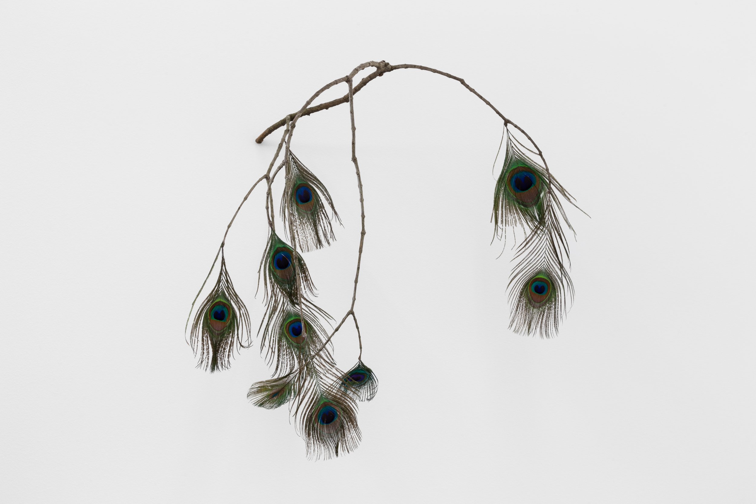 André Romão, Argos, 2021. Tree branch, peacock feathers. 49 × 50 × 35 cm. Unique
