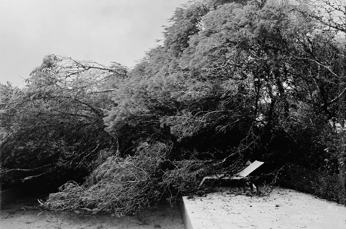 Daniel Blaufuks, A Árvore que Perdeu a sua Raiz /The Tree that Lost its Roots, 2026. Inkjet print on paper. 45 x 60 x 3,5 cm. Ed. 3
