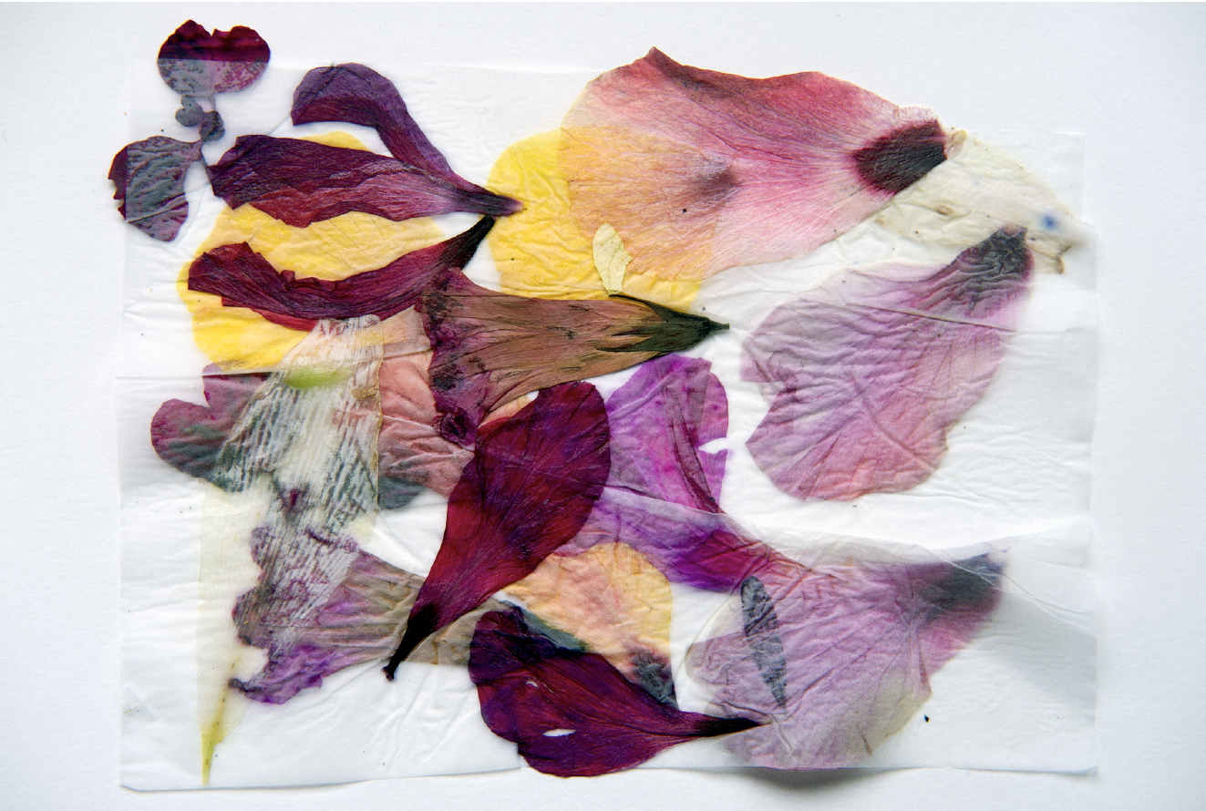 Daniel Blaufuks, A Enumeração dos Elementos I (Do Jardim de Ana Vieira)/ The Enumeration of the Elements I (From the Garden of Ana Vieira), 2026. Inkjet print on paper. 100 x 150 x 3,5 cm. Ed. 3
