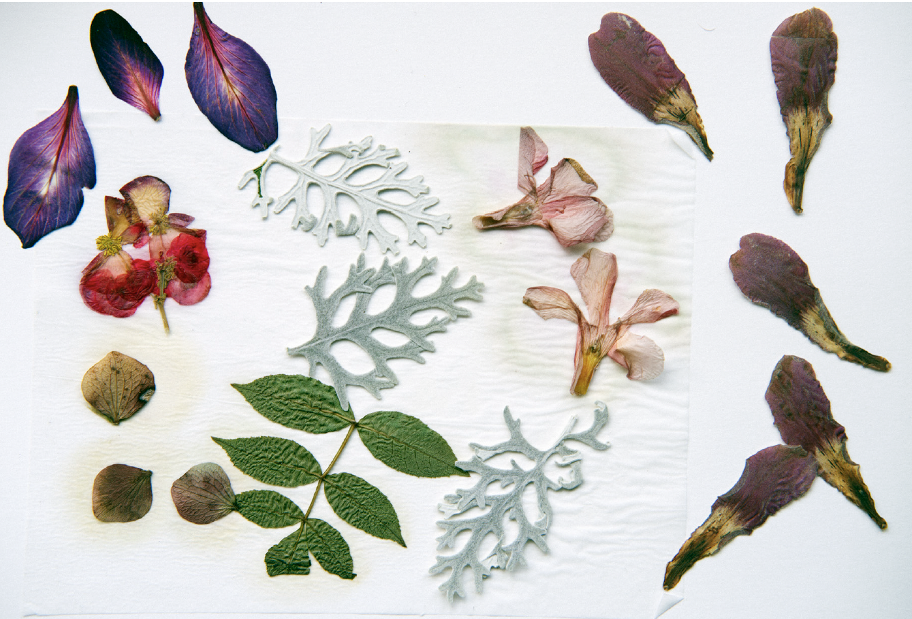 Daniel Blaufuks, The Enumeration of the Elements II (From the Garden of Calouste Gulbenkian), 2026. Inkjet print on paper. 100 x 150 x 3,5 cm. Ed. 3
