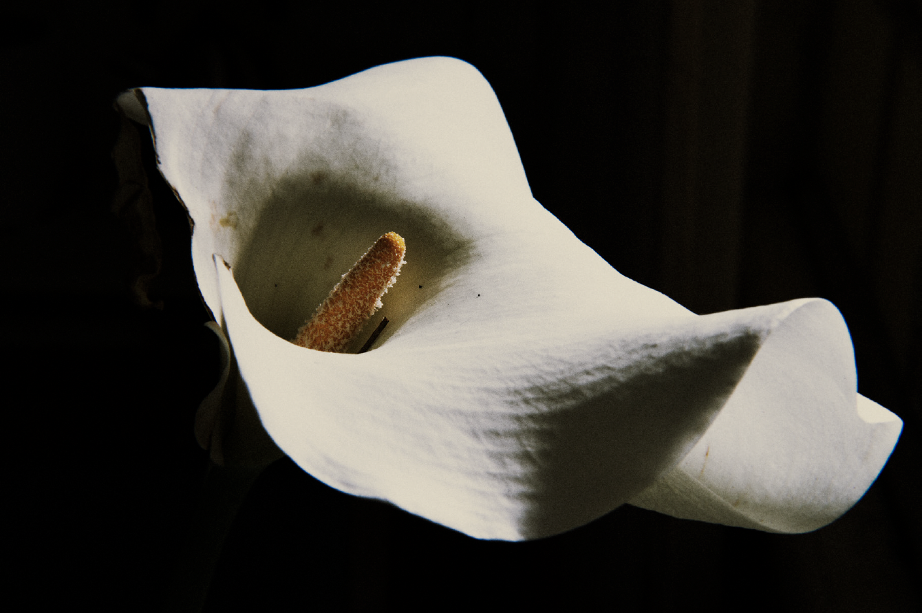 Daniel Blaufuks, O Início do Desejo (Jarro) / The Beginning of Desire (Calla), 2026. Inkjet print on paper. 40 x 60 x 3,5 cm. Ed. 3
