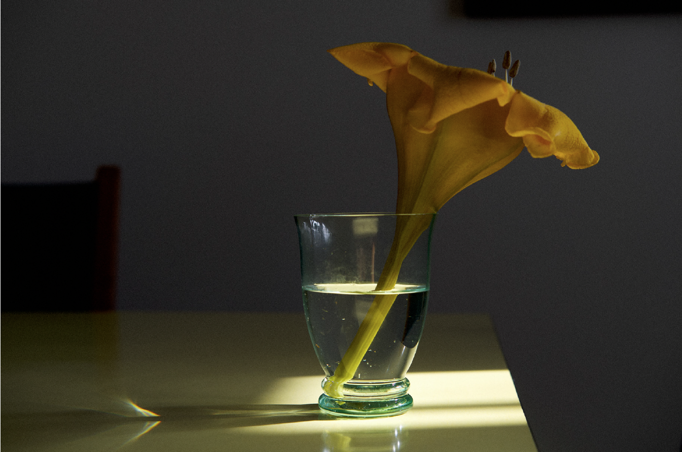 Daniel Blaufuks, O Regresso de Tânger (Solandra Grandiflora) I / The Return from Tangiers (Solandra Grandiflora) I, 2026. Inkjet print on paper. 100 x 150 x 3,5 cm. Ed. 3
