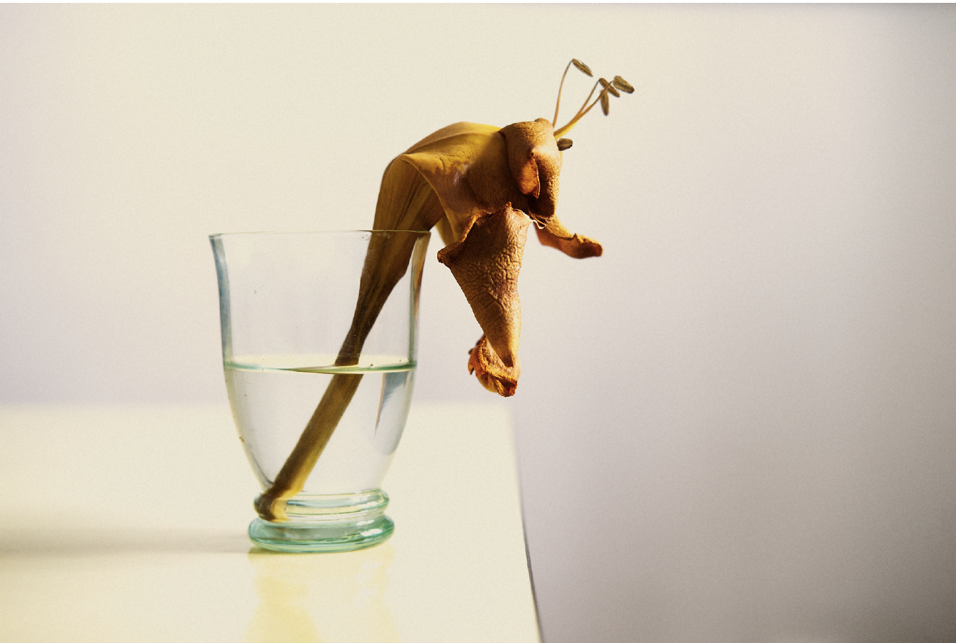 Daniel Blaufuks, O Regresso de Tânger (Solandra Grandiflora) II / The Return from Tangiers (Solandra Grandiflora) II, 2026. Inkjet print on paper. 100 x 150 x 3,5 cm. Ed. 3
