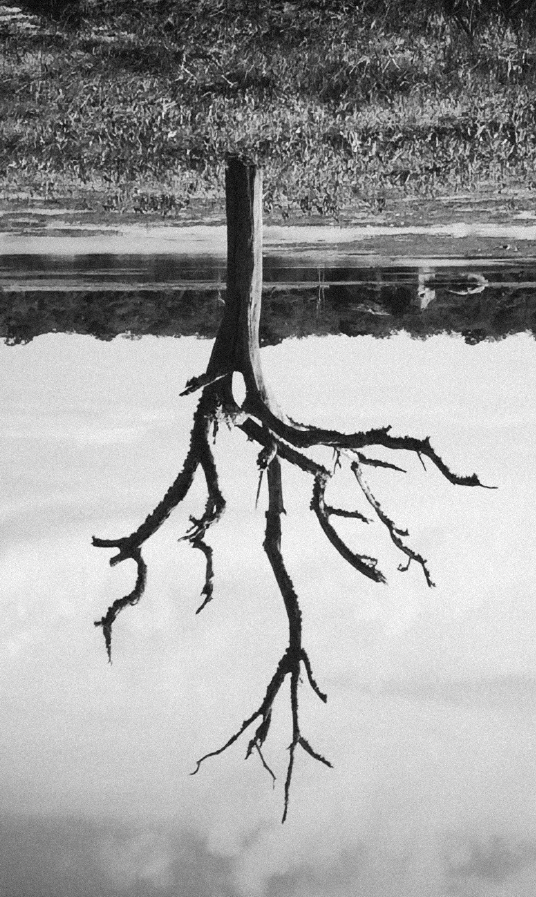 Daniel Blaufuks, A Raiz do Mundo / , 
The Root of the World, 2026. Inkjet print on paper. 35 x 20 x 3,5 cm. Ed. 3
