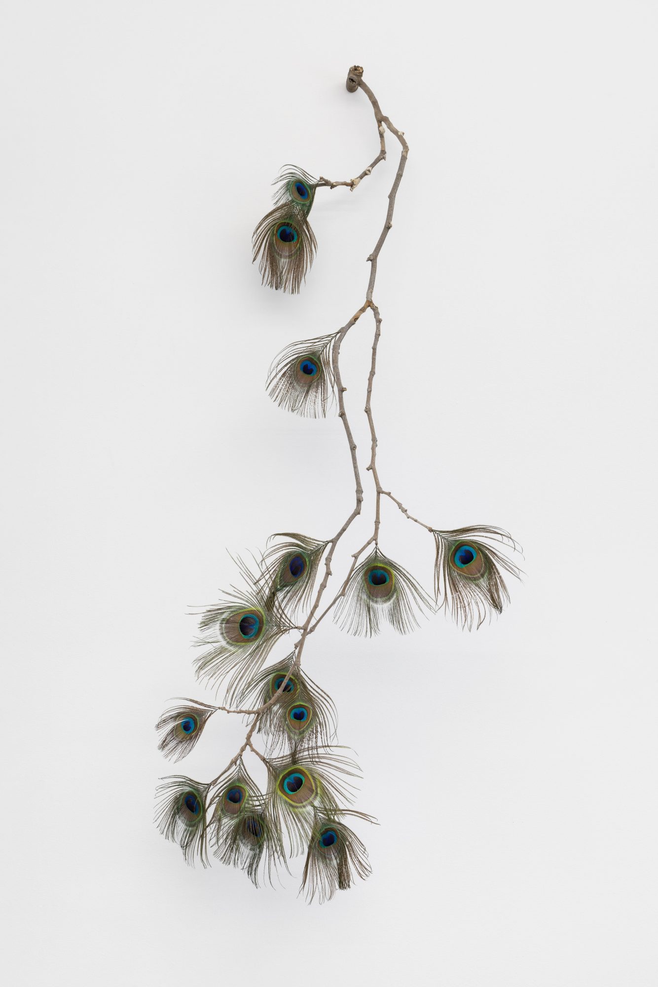 André Romão, Argus III, 2026. Tree branch, peacock feathers. 124 x 55 x 32 cm.
